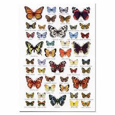 british butterflies butterfly a5 identification card chart