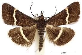 Image result for Pyrausta cingulata