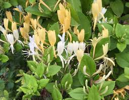 Discover some options that you could consider growing in your garden. Climbing Evergreen Garden Plants Down To Earth