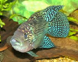 Cichlids Fish Guides For African South American Dwarf