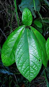 Image result for Cordia mukuensis