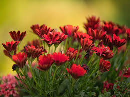 Image result for Gerbera viridifolia