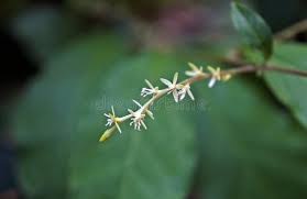 Image result for Petiveriaceae