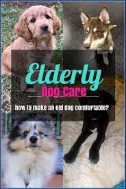 Before You Know It Taking Care Of A Dog Will Seem Like A Breeze Continue With The Ideas At The Image Link Eld Elderly Dog Care Senior Dogs Care Dog Care