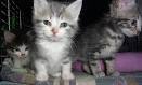 Manx Breeders - Manx Kittens for Sale