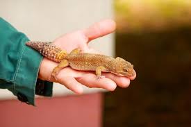 Bantu fanspage ini supaya lebih berkembang terima kasih. 2 089 Gecko Leopard Photos Free Royalty Free Stock Photos From Dreamstime