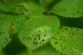 歪んだ心 植物 草 葉 芽 Ganref