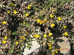 Image result for Crotalaria torrei
