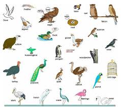Bird Names Vocabulary In American English Visualvocabulary English Vocabulary Learn English English Phrases