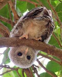 ку ку ку ку ку ку ку ку ку ку Ku Ku I Vam Ku Ku Chuchelo Sovy Domashnie Pticy Kartinki S Sovoj