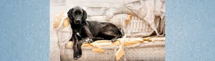 Aber auch für erwachsene hunde gilt: Hunde Alleine Lassen Alleinbleiben Lernen Blogbeitrag Der Lernpfote E V