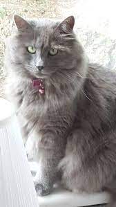 20 Most Popular Long Haired Cat Breeds Samoreals Blue Cats Russian Blue Cat Russian Blue