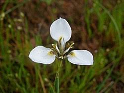 Image result for Moraea niassensis