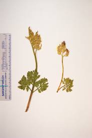 Image result for Botrychium multifidum