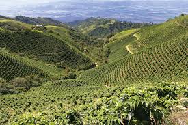 Coffee plantation luwak or civet coffee is a coffee made from the beans of coffee berries which luwak coffee plantation. Peru Coffee Plantation Private Label And Export
