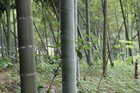 Trinity Bamboo On Instagram How Much Formaldehyde Does Trinity Bamboo S Flooring Emit Because Bamboo Hardwood Flooring Bamboo Flooring Bamboo Flooring Cost