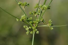 Image result for Cyperus platycaulis