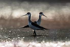 He now concentrates on producing travel stock photography and video from around the world. Chris Packham On Twitter Original Bold And Audacious Photography Is What I Like To See Hopefully There Will Be Plenty Of This In Our Wildernightout Photography Competition