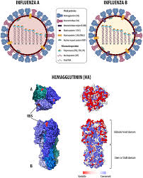 Influenza a viruses (iavs) possess a great zoonotic potential as they are able to infect different avian and mammalian animal hosts, from which they can be transmitted to humans. Frontiers Universal Vaccines And Vaccine Platforms To Protect Against Influenza Viruses In Humans And Agriculture Microbiology