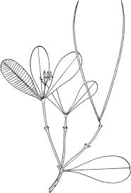 Image result for Strophanthus welwitschii