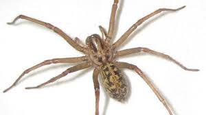 Only two eyes, however, are principal eyes. Hobo Spider Bite Pictures Symptoms And Treatments