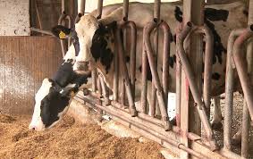 Sc vinde un efectiv de 215 capete de vaci de lapte rasa holstein cu pedigree creat si crescut in romania. Cea Mai PerformantÄ FermÄ De Vaci De Lapte Se AflÄ In JudeÈul Ilfov Lumea Satului