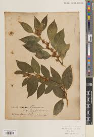 Image result for Buxaceae