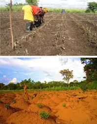 Image result for Ancylobothrys robusta