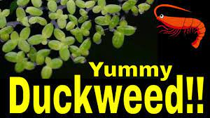 Duckweed Shrimp And Fish Food - Marks Shrimp Tanks Shrimp Tank Shrimp Fish Recipes