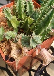 Image result for Glyphaea tomentosa