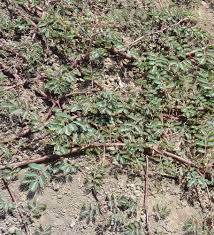 Image result for Neptunia oleracea