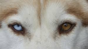 This is a list of notable people who have been documented as having heterochromia iridis, a condition when the irises have different colours. Nine People With Heterochromia And One Without Mental Floss