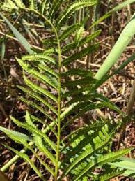 Image result for Cyclosorus interruptus