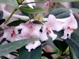 Image result for Jamesbrittenia integerrima