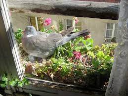 Jane Grey Hopethe Story Of Hope The Wood Pigeon Born In My Parisian Window Box Quotes On Hope And Birds A Short Essay On The Creative Power Of Hope