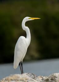 Birds Of North Alabama Photos Rose Street Reflections Profile Ornithology Birds Sea Birds