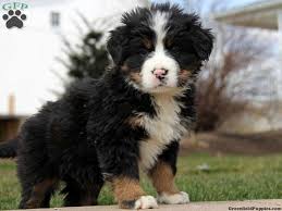 Black Bernese Mountain Dog Poodle Mix Bernese Mountain Dog Mix Variants All Dog Breeds Bernese Mountain Dog Mix Dog Breeds Bernese Mountain Dog