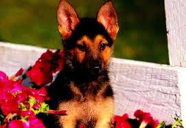 Find over 100+ of the best free german shepherd dog images. German Shepherd Dog Wallpapers Hd Download Free Backgrounds
