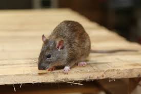 Maybe you would like to learn more about one of these? How Good Is A Rat S Sense Of Smell Terminix