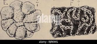 Image result for Gyrodoma