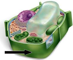 The cell wall was discovered by robert hooke in 1665, while its proteins: Brick Wall Cell Wall Squidward S Clarinet Factory