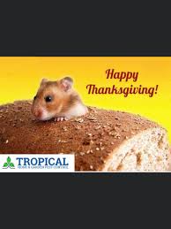 Natural garden pest control strategies work for container gardens as well as they do in the field. Tropical Pestcontrol Xterminators Twitter