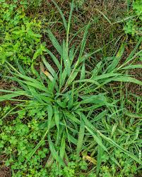 Ever noticed many weeds collect at the edges of your yard or garden? Common Lawn Weeds And How To Get Rid Of Them