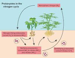 The Nitrogen Cycle Article Ecology Khan Academy
