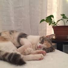 Hatice Sakar Adli Kullanicinin Aesthetic Panosundaki Pin Kedileri Seviyorum Evcil Hayvanlar Kedi