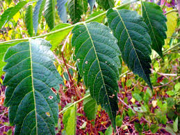 Image result for Brucea