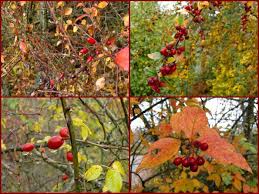 Weißdorn oder rotdorn, beide haben rote beeren und die blätter sind bei beiden gleich. Rote Beeren An Kahlen Zweigen Meisengezwitscher Naturblog