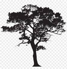 Gum Tree Silhouette Png Image With Transparent Background Png Free Png Images Tree Drawing Tree Silhouette Tree Watercolor Painting