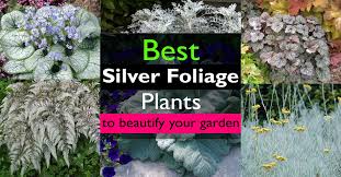 Maybe you would like to learn more about one of these? Best Silver Foliage Plants To Beautify Your Garden Balcony Garden Web