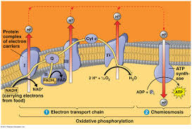 Most diesel engines can use plant or animal oils, or oil from algae. Boze77cq Gz5nm
